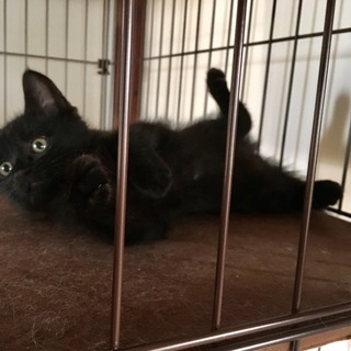 出戻りで再度募集します( ･･̥ )花嫁修業中✧