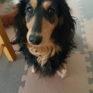 ミニチュアダックス♂ろんちゃん