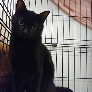 イケメン君！クロちゃん