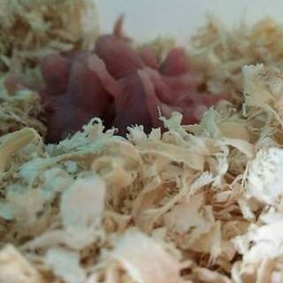 ☆キンクマの赤ちゃん☆