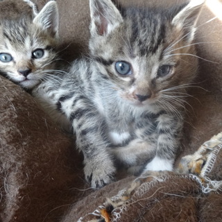 キジ　子猫２匹（姉妹）１か月