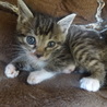 キジ　子猫２匹（姉妹）１か月 サムネイル2