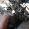 キジ　子猫２匹（姉妹）１か月 サムネイル5