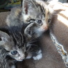キジ　子猫２匹（姉妹）１か月 サムネイル7