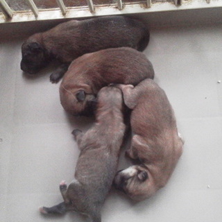 柴犬の赤ちゃん里親募集（再募集）