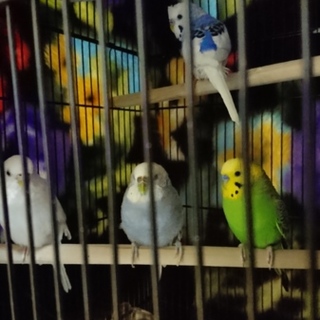 温かな里親様が決まりました 有難うございました