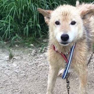 おとなしくて穏やかです