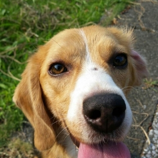 ビーグル女の子