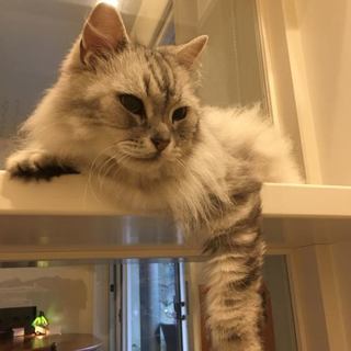 とても性格のいいシンバくん♡