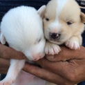 可愛い子犬