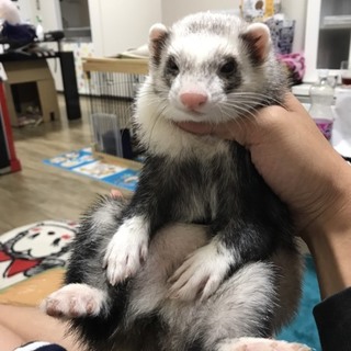 カナディアンフェレットオス2匹