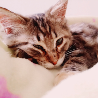 おてんばで甘えん坊な女の子(一時停止中)