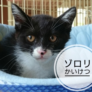 かいけつゾロリ 