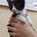 黒白仔猫