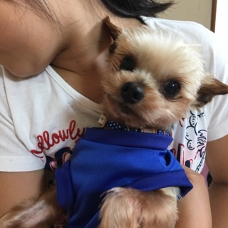 ボール遊び大好きヨーキー♀アキちゃん