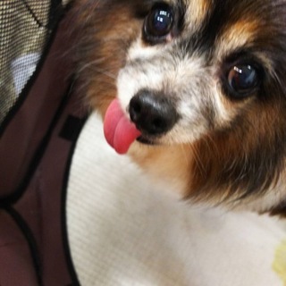 優しいパピヨン♀萩ちゃん