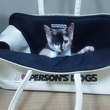 斑ちゃんお気に入りのキャリーバック