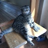 MOSMOS