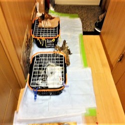 「ペットシーツワイドを試してみた」サムネイル1