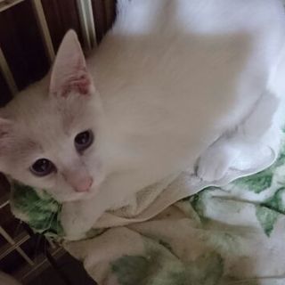 きれいなブルーアイの天心ちゃん