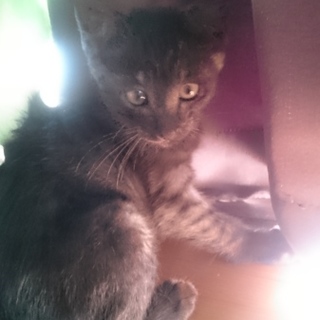 ２ヶ月の子猫です