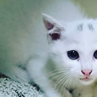 白猫マロニーくん