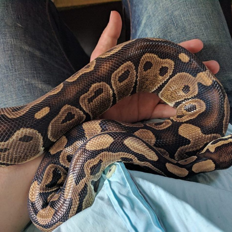 サマーのカバー写真