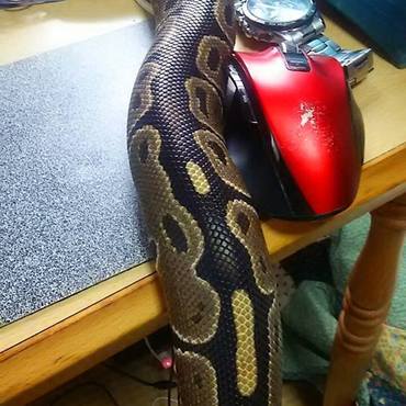 机の上に楽しむ！