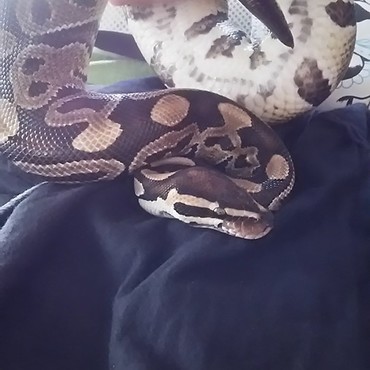 お腹見て恥ずかしい