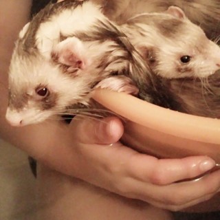 フェレット里親募集