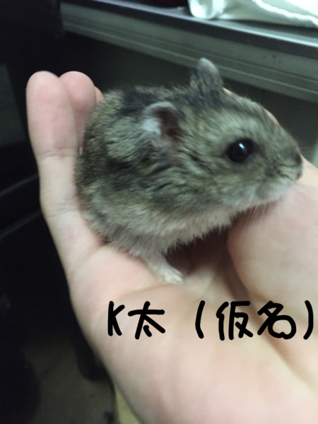 1歳2ヶ月のジャンガリアン♂ サムネイル1