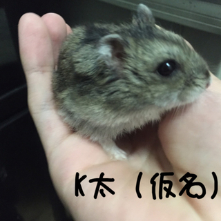 1歳2ヶ月のジャンガリアン♂