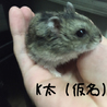 1歳2ヶ月のジャンガリアン♂ サムネイル1