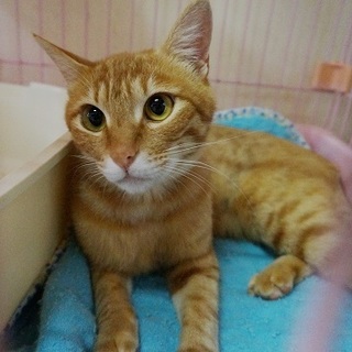 竹藪で暮らしていた茶トラの子1匹飼い希望です