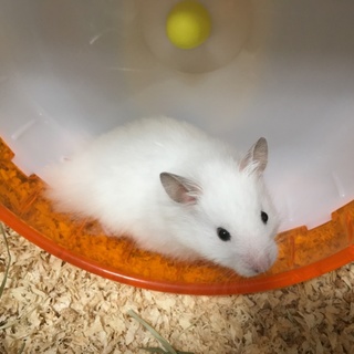 長毛ハムスター/黒目ホワイト