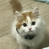さらん
