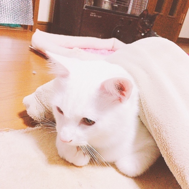 イトちゃんのカバー写真