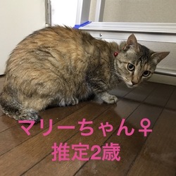 ふれあい譲渡会