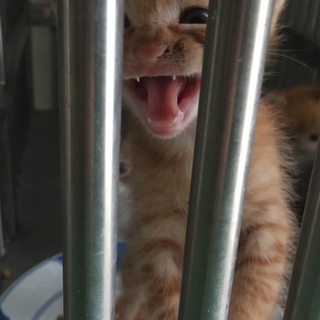 処方間近！茶トラの可愛い仔猫です☆