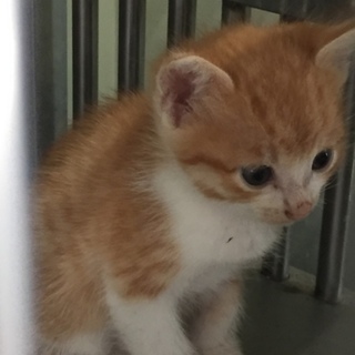 処分間近！可愛い茶トラ白の仔猫です☆