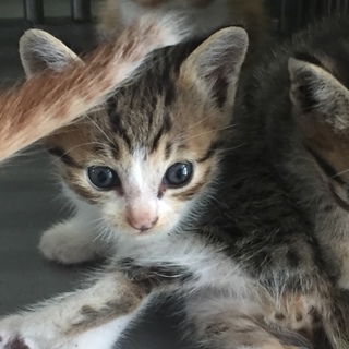 処分間近！とっても可愛いキジトラの仔猫です☆