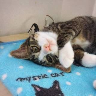 ウルトラハード甘えたさんの抱っこ子猫さん