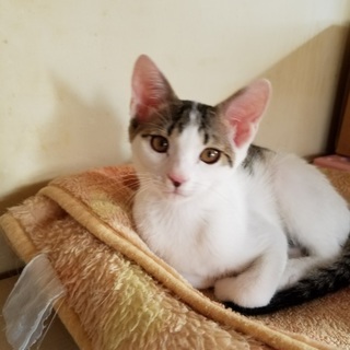 あどけないお顔が可愛いです。