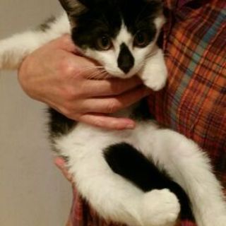 生後3ヶ月黒白にゃんこちゃん♫