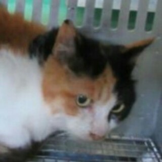 怯えたミケちゃん！里親さんを待ってます(;_;)