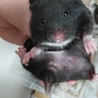 【ハムスター】クロクマのメス５匹です サムネイル7