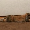 うさぎ里親募集!!ホーランドロップ サムネイル5
