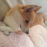 らん
