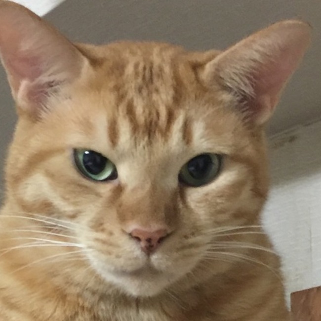 リトルパウエイドのカバー写真