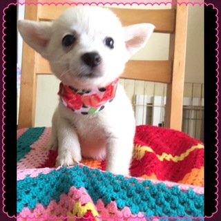 劣悪な環境からのレスキュー仔犬です。